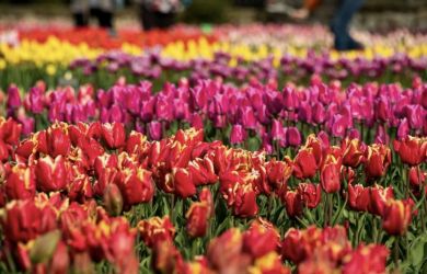 Тюльпаны как предмет роскоши: Миронов попросил ФАС обуздать аппетиты флористов
