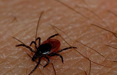 Юг России в опасности. Будьте осторожны! Новый клещ-мутатнт не боится репелентов и быстро бегает