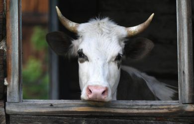 «Сжигайте нас с коровами»: как Сибирь прощалась со скотом. Ультиматум США. 40 млрд заморожены в Индии: главное к 21:00