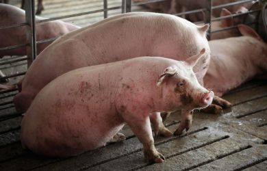 Украинцы в шоке: в магазинах только свиные хвосты и уши из-за чумы свиней