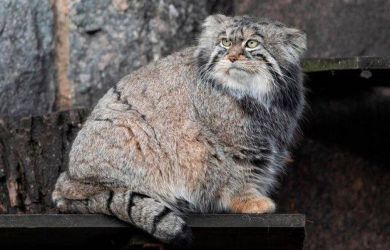 Одиночество Тимофея: манул из Москвы упорно ищет свою вторую половинку