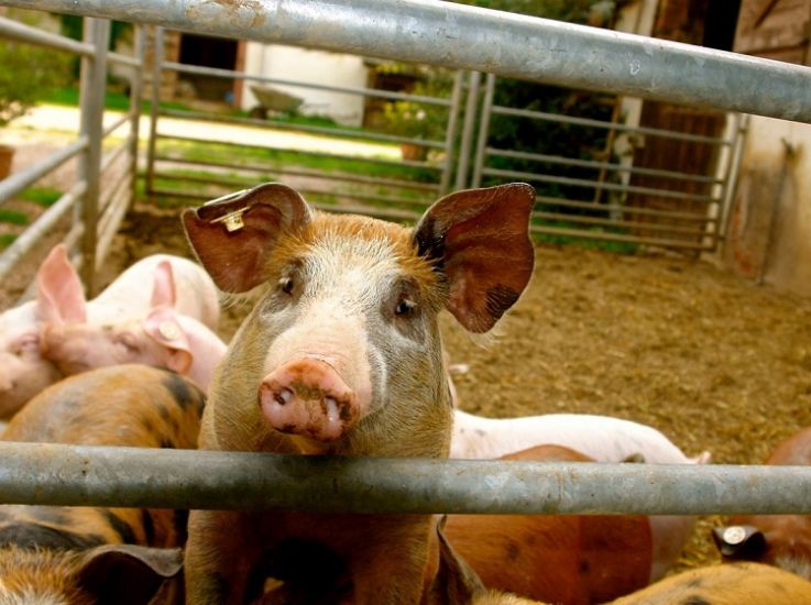 Животноводы увеличили производство продукции свиноводства на 39% за 5 лет