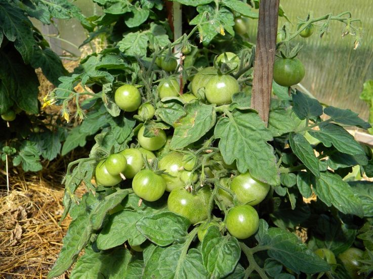 В Саратовской области ввели в эксплуатацию новые теплицы для выращивания томатов и огурцов