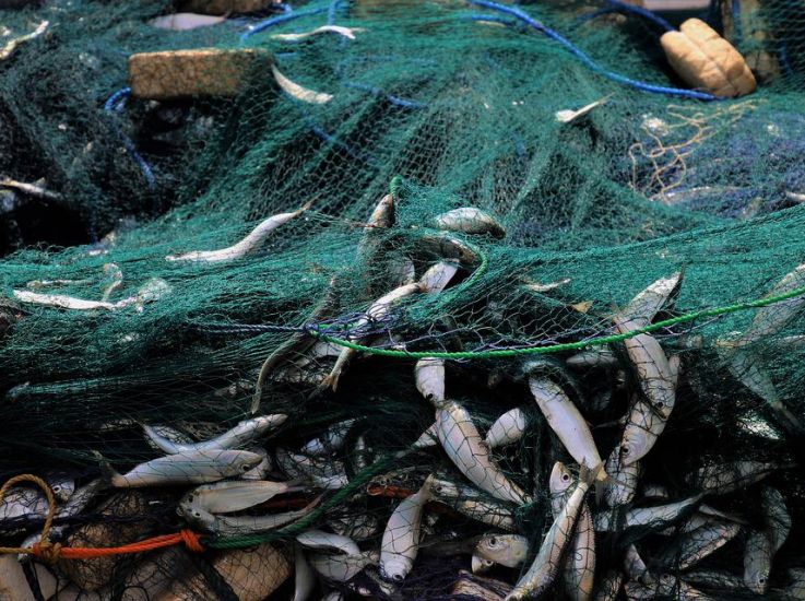 Правительство поддержит рыболовецкие компании, ведущие промысел в Азовском море