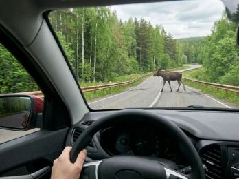 ОСАГО для выезда на природу: во что мы верим, а что работает на самом деле